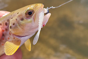Mustad Aji Worm – nowość dla miłośników UL.