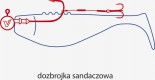 DOZBROJKI SANDACZOWE Krótkie przypony z niewielką kotwiczką, przeznaczone do dodatkowego uzbrojenia małych i średnich gum sandaczowych. Wykonane z żyłki nylonowej o wytrzymałości 8 kg oraz kotwiczki Dragon V-POINT. Znacząco poprawiają odsetek zaciętych ryb w przypadku delikatnych brań ryb, kiedy tylko skubią one przynętę od strony ogonka. Można je również stosować przy połowie okoni. Oferowane w trzech długościach, od 4 do 6 centymetrów.