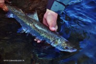 Catch & release