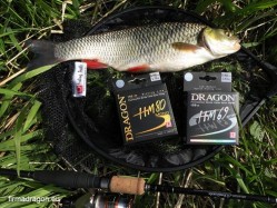 Kleń na zdjęciu ma magiczną 'piatkę' z przodu i prawdopodobną masę powyżej 1,5 kg. Został złowiony przeze mnie wiosną w jednym z dopływów Wisłoka 