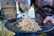 Przed dodaniem do zanęty, robaki odcedzam na sicie i na chwilę zostawiam w celu przeschnięcia. Robię to jednak na kilka minut przed nęceniem, bo w wysokiej temperaturze powietrza na łowisku część robaków potrafi ożyć.