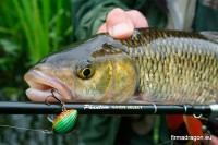 Lil'Bug 3 cm doskonale „lata” na Phantom Guide Select 2,45 m c.w. 2-12 g, z plecionką Nano Clear 8 w zestawie. Wędzisko idealnie nadaje się na zarośnięty brzeg i pełną zaczepów rzekę – blank jest dość odporny na urazy mechaniczne, a ponadto świetnie amortyzuje zrywy walczącego klenia.