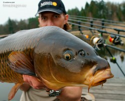Ten karp waży zaledwie 10 kg, jednak holowanie go było wyzwaniem dla wędki. Przyszło mi stoczyć pojedynek w zarośniętym łowisku, gdzie z uporem maniaka karp uciekał w kępy grubego zielska, w gałęzie zawleczone do wody przez bobry, w kępy dorodnej suchej trzciny. Nie było łatwo.