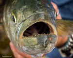 Bluefish