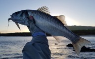 Sea Bass i Spotted Sea Bass