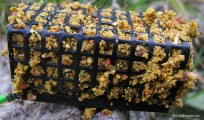 Tactix Jaź Kleń Yellow - zanęta ma przyjemny dla oka ciemnożółty kolor, w którym wyraźnie odróżniają się czerwone frakcje. Pierwszą rybą, która zameldowała się na moim kiju był właśnie jaź. W tym sezonie Tactix Jaź Kleń Yellow okazał się prawdziwym strzałem w dziesiątkę i sprawdza się na narwiańskich rybach. Wabi nie tylko jazie czy klenie, ale przede wszystkim leszcze oraz płocie i sporych rozmiarów krąpie. Nie omijały jej też certy.
