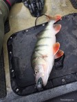 Na zdjęciu połknięty niemalże cały Aggressor długości 12,5 cm przez okonia 32 cm.