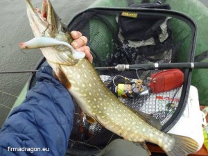 Na kołowrotku Metal Guide II  FD1020i plecionka Magnum 4X 0,12 mm. Wędzisko CXT. Ripper Mamba. Podbierak Dragona o sztywnej ramie i mocnej, bardzo sztywnym uchwycie teleskopowym – idealny do podbierania w trudnych warunkach.  