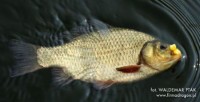Karasiowa wiosna