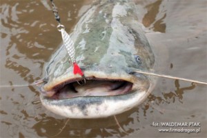 fot. Na fotografii można porównać wielkość wahadłówki z wielkością paszczy suma, o długości 110 cm [ok. 10 kg]. W przypadku suma o wadze 40 kg ta wahadłówka będzie niczym pieprzyk na ciele ryby, ale proszę się nie obawiać – sum na pewno pofatyguje się pochwycić Kalewę. Odpowiednia kotwica ułatwi skuteczne zacięcie i utrzyma silną rybę. Drapieżnik wyczuwa obecność Kalewy dzięki jej wahaniom, wtedy to przynęta wysyła fale hydroakustyczne [drgania] ‘apetyczne’ dla suma. Dopiero z bliskiej odległości sum kieruje się wzrokiem. W tym przypadku, mimo że był dzień, sum lokalizował położenie Kalewy dzięki wyczuwaniu jej drgań, ponieważ woda mętniała z powodu gwałtownych opadów w zlewni rzeki. Zacięcie za górną wargę - pokazane na zdjęciu - bardzo rzadko się zdarza i dlatego je pokazałem