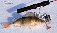 fot. A oto mój ulubiony zimowy zestaw: słońce, lekki mróz, wobler Salmo Chubby Darter, wędzisko Dragon Sensible Ice, kołowrotek Magnum Ice i….okoń  