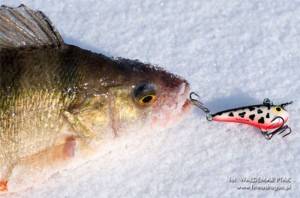 fot. Łowienie tym woblerem polega na delikatnym lub mocniejszym podciąganiu, Salmo radzi wykonywać ten ruch na odcinku 60 cm. Ja często łowię również w inny sposób: wykonuję krótkie podciągnięcia, w odstępie 10-15 sekund. Dzięki temu wobler porusza się w wodzie jak rybka: odpływa na moment machając ogonkiem, po czym zatrzymuje się. Ten ruch wabi drapieżniki. Operowanie woblerem warto przećwiczyć na płytkiej wodzie, gdzie z łatwością możemy go obserwować.