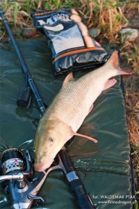  fot. Oto moje podstawowe wyposażenie na brzanę: wędzisko Maxima Specialist, kołowrotek Maxima FR, koszyczek, zanęta Mega Baits Method-Feeder. Do dyspozycji mam 2 wędziska Specialist, c.w. do 60 g i do 90 g, dzięki nim z łatwością dopasowuję się do łowiska.
