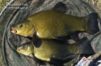 fot. Lin powyżej waży prawie 3 kg. Najczęściej łowi się ryby kilogramowe i nieco cięższe, ale zapewniam Was, że kilówki też nieźle dają popalić podczas holu.