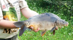 fot. Spróbujcie, a zasmakujecie w łowieniu karpi pełnym zestawem. Bat X-Power Carp i tej wielkości karp pomogą Wam przeżyć niezapomniane, sportowe wrażenia. Tej wielkości karpie możecie łowić w wielu, łatwo dostępnych łowiskach.