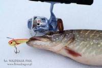 fot. Przy podlodowych łowach dużych ryb kołowrotek ma bardzo istotną rolę. Dragon Arctic spisuje się bardzo dobrze nawet po licznych holach silnych ryb i dwucyfrowych mrozach. A co również cieszy – nie kosztuje wiele. Na kołowrotku nawinięta jest żyłka Millenium Winter (specjalna do łowienia spod lodu).
