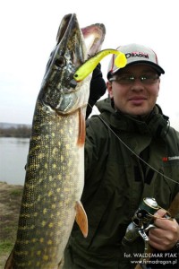 fot. Mój kolega Radek prezentuje do zdjęcia szczupaka. Złowiłem go na gumę V-Lures o nazwie Buster. Guma ta skutecznie wabi szczupaki i sandacze, a hak Mustada doskonale radzi sobie z twardą paszczą. Macie szansę złowić te dwie ryby w jednym łowisku na tę samą przynętę. Nie obawiajcie się jaskrawego koloru. W płytkiej wodzie ten kolor nie odstraszy szczupaków, a w głębokiej wodzie jest doskonale widoczny dla szczupaków i sandaczy. Na zdjęciu widać przypon z fluorocarbonu, kołowrotek Maxima z plecionką Team Dragon. W ten dzień machałem wędziskiem z rodziny Team Dragon. O pracy gumy nie będę pisać, lepiej wyjaśni to film - do obejrzenia w dziale OFERTA.