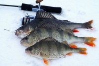 fot.Okonie złowione w ciągu 40 minut na przynętę Dragona, w jednej dziurze. Na kotwiczkę nałożyłem kroplę zapachu na okonie z serii Magnum Spin. Ten największy okoń miał blisko 40 cm długości. Jego grzbiet był czarny jak smoła.