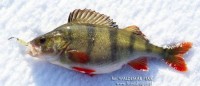 fot. Ten okoń wziął na dragonowską blaszkę, w kolorze złotym, zaczepioną na żyłce Millenium Winter 0,12 mm. Złowiłem go w gliniance (na trzech metrach), na którą tej zimy nikt jeszcze nie zaglądał.