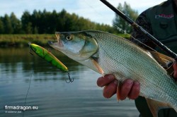 Boleń złowiony na Salmo Sweeper w kolorze HP