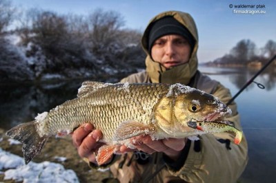 Bardzo trudny, wymagający kleń, ripper Fatty.