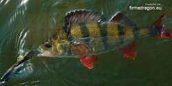 Okoń złowiony na wobler Salmo Sweeper w kolorze SCS.