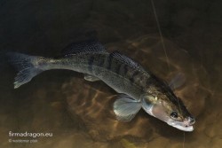 Kiedyś wybrałem się nad dużą rzekę z wklejanka sandaczową z nadzieją a udaną zabawę gumami. Tego dnia i o zmierzchu brały małe sandacze jednakże wciąż na tyle duże, że wklejanka okoniowa jak 1 – 7 g lub 2 – 12 g z pewnością by miały duży problem z wprowadzeniem ryby z podstawy głębokiej opaski w Wiśle.