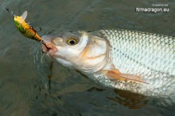Świnka złowiona na wobler Salmo Bullhead w kolorze HBD.
