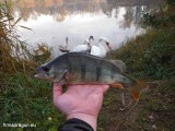 Ostatnią rybą października był największy okoń sezonu, lecz daleko mu jeszcze rozmiarowo do tych, które miejmy nadzieję dopiero ruszą na żer przed zimą. Trzeba jednak przyznać, iż mimo średniej wielkości, to kolegów, którzy wyszli z wody po niego ma zacnych (łabędzie).