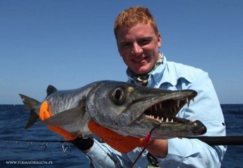 Barracuda